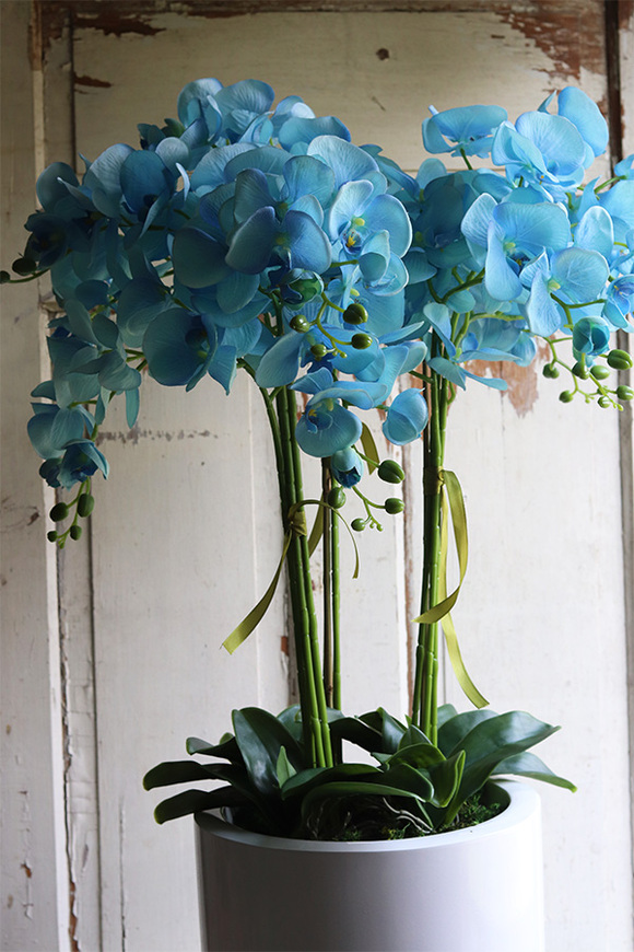 Fiberglass Blue Marine, storczyk w białej donicy z fiberglass, wys.130cm