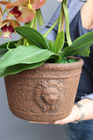 Granada Kredina, gumowy storczyk tygrysi w donicy vintage, wys.61cm 