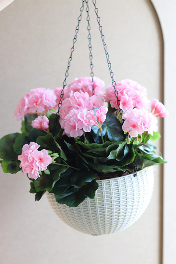 Pelargonia Pink, kompozycja pelargonie w wiszącej donicy