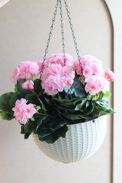 Pelargonia Pink, kompozycja pelargonie w wiszącej donicy