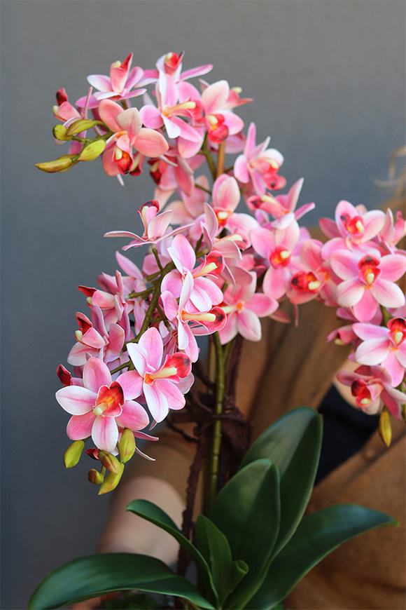 Turkussina, gumowy storczyk w turkusowej donicy