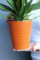 Orange Retera, gumowy storczyk w pomarańczowej donicy