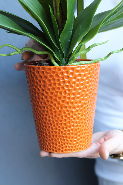Orange Retera, gumowy storczyk w pomarańczowej donicy