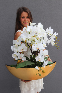 biały storczyk Laos Gold, wys.58cm 