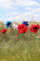 Mak Paper Flowers, ręcznie robiony kwiat papierowy