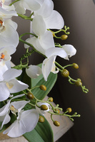 Jerete Gold, storczyk w złotej donicy