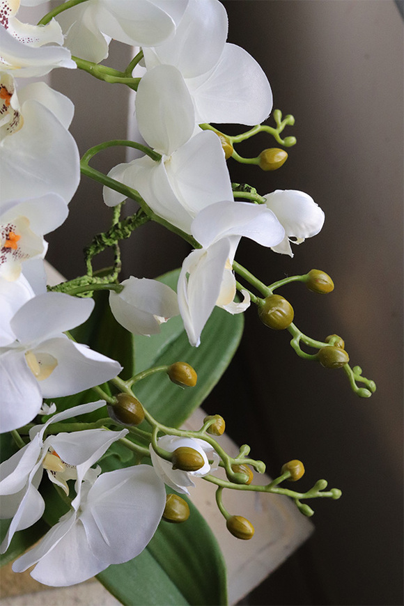 Jerete Gold, storczyk w złotej donicy