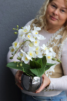 Silver Mini Basics, storczyk w srebrnym naczyniu