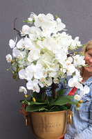 Deluxe Gold, storczyk w złotym pucharze