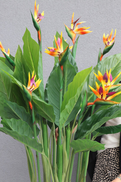 Strelicja Fiberglass Bahama 3, egzotyczna kompozycja w donicy