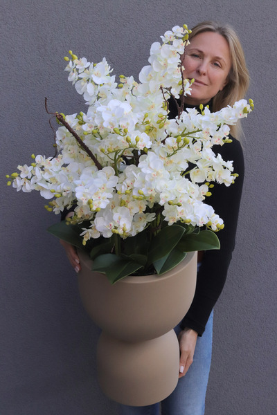 Clepsidre, duży storczyk w pucharze