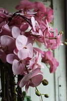 Fiberglass Grande Pudrovy, storczyk w białej donicy z fiberglass, wys.125cm 