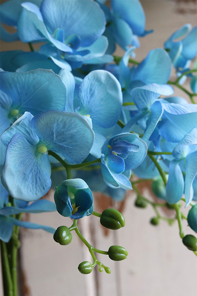 Fiberglass Blue Marine, storczyk w białej donicy z fiberglass, wys.130cm