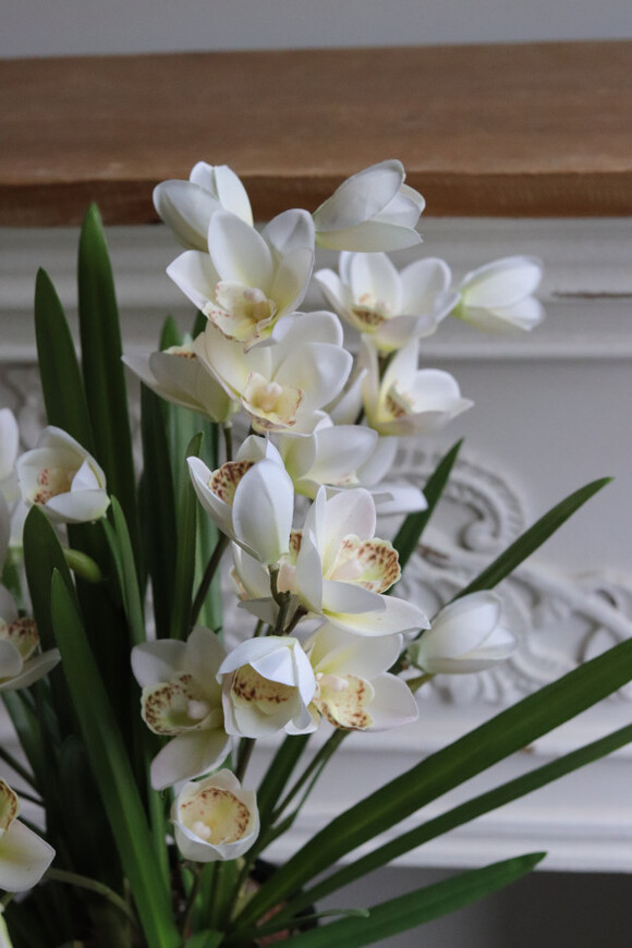 Bacarat Black Cymbydium, gumowy storczyk w pucharze