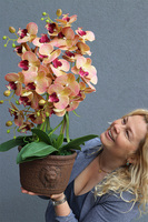 Granada Kredina, gumowy storczyk tygrysi w donicy vintage, wys.61cm 