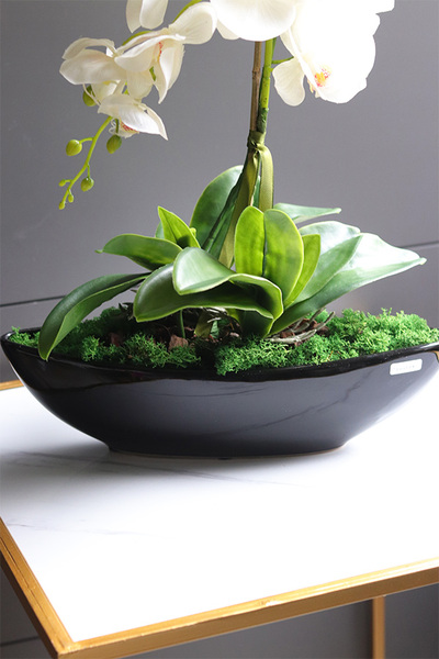 Laos Black Classic, gumowy storczyk w czarnej donicy