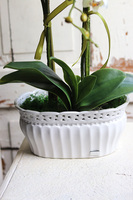 Feruna, sztuczny storczyk w ażurowej donicy, wys.57cm 