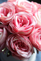 Rosaisa Pink Gerra, welurowy flowerbox z różami