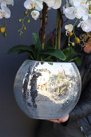 sztuczny storczyk Explosion Oval