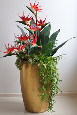 Strelicja Złota Bajka, egzotyczna kompozycja, wys.134cm