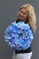 Blue Hydrangeas, wianek na drzwi z niebieskich hortensji