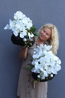 Decoris Piano, storczyk w czarnej donicy