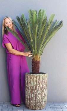 Cykas Grande Hillton, sztuczna roślina w donicy, wys.175cm