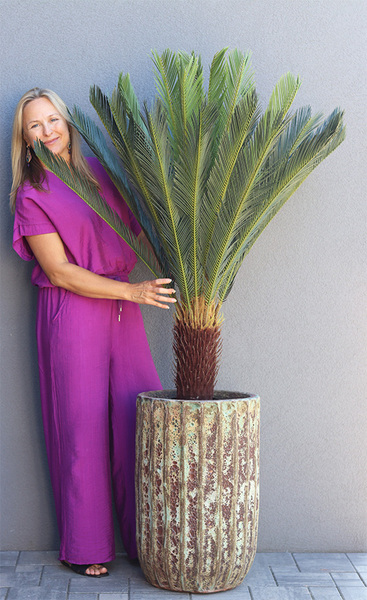  Cykas Grande Hilton, sztuczna roślina w donicy, wys.175cm 