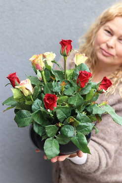 Juliet Roses Premium 2, kompozycja nagrobna w misie, wym.31x30cm 