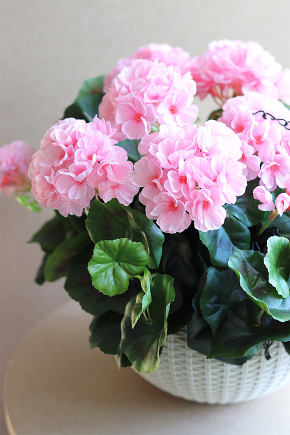 Pelargonia Pink, kompozycja pelargonie w wiszącej donicy