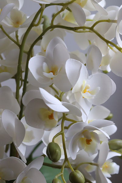 Blerana 2, stylowy storczyk w doniczce