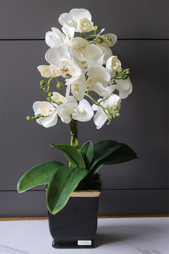 Komodo Black, nowoczesny storczyk w czarnej osłonce, wys.51cm 