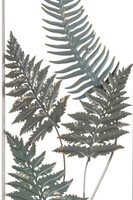 Paproć, dekoracja ścienna