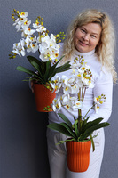 Orange Retera, gumowy storczyk w pomarańczowej donicy