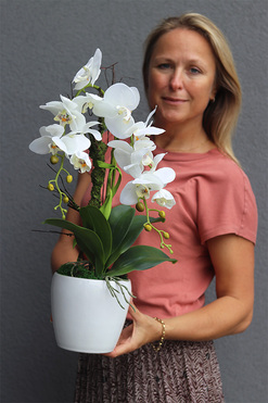 biały storczyk Biała Gefia, wys.45cm