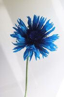 Chaber Paper Flowers, ręcznie robiony kwiat papierowy