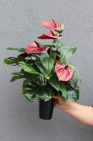 Anturium Bordo, bukiet nagrobny we wkładzie