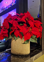 Gwiazda Betlejemska Hilton 2, wysokiej jakości sztuczna roślina