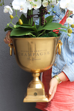 Deluxe Gold, storczyk w złotym pucharze, wys.99cm 