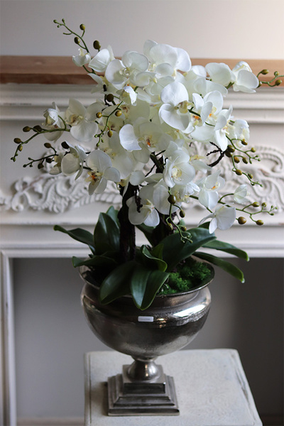 duży storczyk w eleganckim coolerze, Coolerita