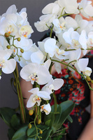 Blackisto Goldino D, elegancki storczyk w czarno-złotej donicy, wys.72cm