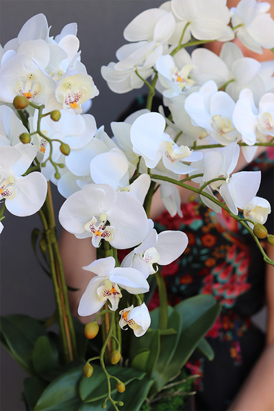 Blackisto Goldino D, elegancki storczyk w czarno-złotej donicy, wys.72cm