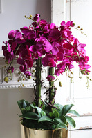 Golderia Fuksja, elegancki storczyk podłogowy w złotej donicy, wys.130cm