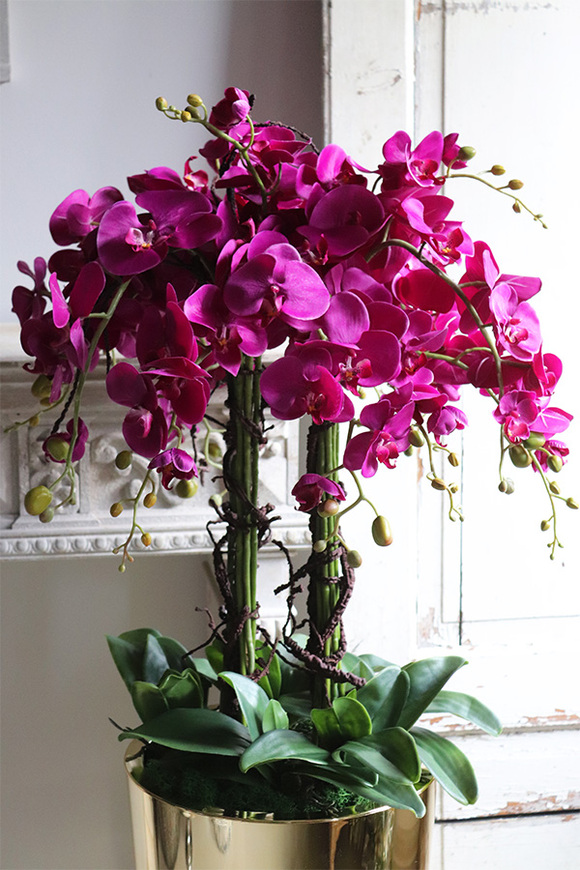 Golderia Fuksja, elegancki storczyk podłogowy w złotej donicy, wys.130cm