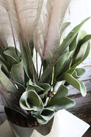 Nostera Figaro, kompozycja roślinna w złotej donicy, wys.90cm