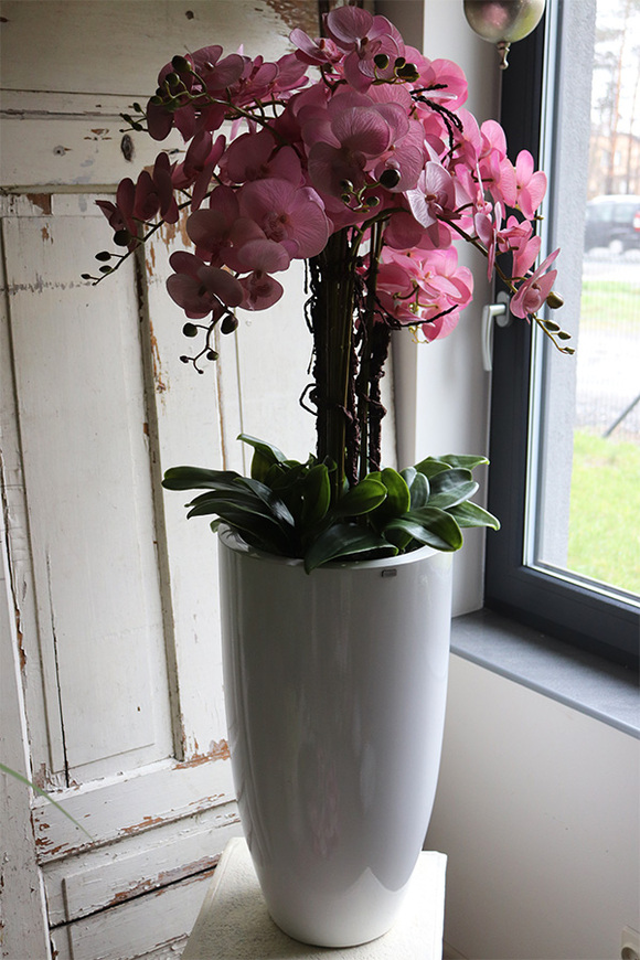 Fiberglass Blue Marine, storczyk w białej donicy z fiberglass, wys.130cm