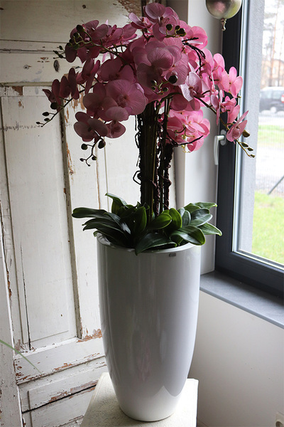 Fiberglass Blue Marine, storczyk w białej donicy z fiberglass, wys.130cm