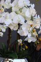 sztuczny storczyk Explosion Oval