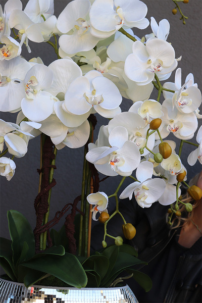 sztuczny storczyk Explosion Oval