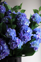 Blue Moon Saute, hortensje we wkładzie do twojej donicy